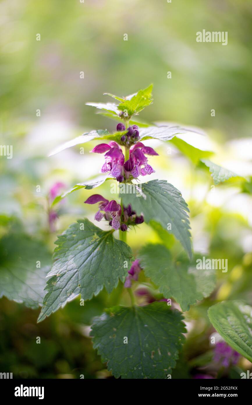 Wild flowers on a field background Stock Photo - Alamy
