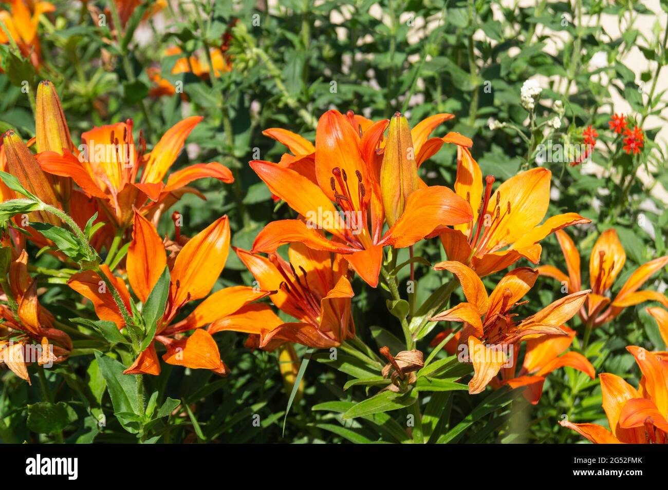 A lily flower in the garden on a background of green leaves. Beautiful natural background on a sunny day Stock Photo