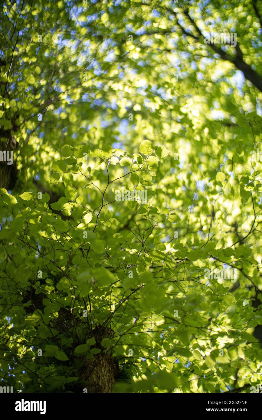 Background from green leaves on a tree and sky Stock Photo - Alamy