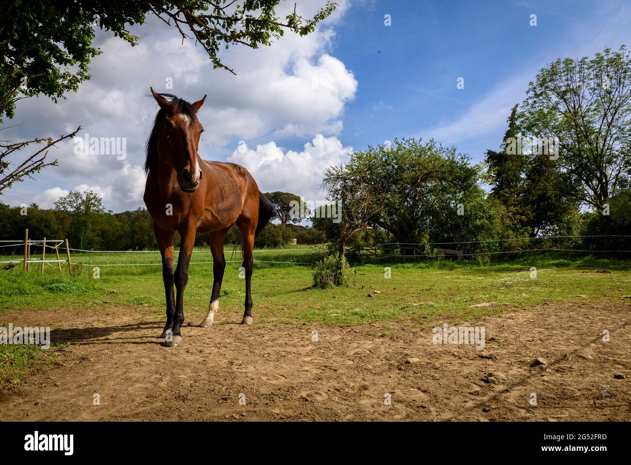 Horse in a meadow of the Iriscar horse riding in the town of Seva (Osona, Barcelona, Catalonia, Spain) ESP: Caballo en un campo de la hípica Iriscar Stock Photo
