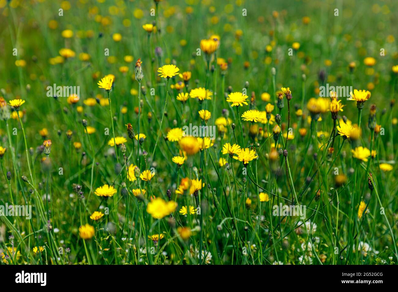 A Field of Wild Flowers Stock Photo - Alamy
