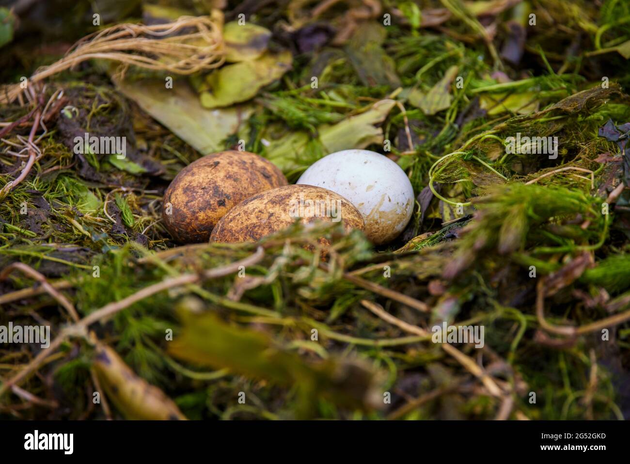 nest with eggs of some birds (stern hirundo) on vegetation in the Danube Delta. Stock Photo