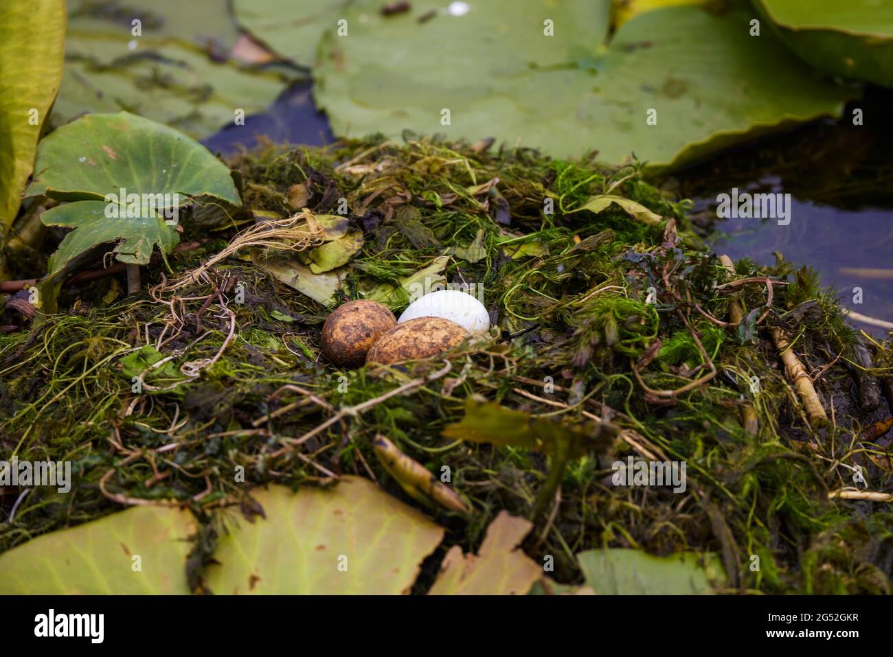 nest with eggs of some birds (stern hirundo) on vegetation in the Danube Delta. Stock Photo