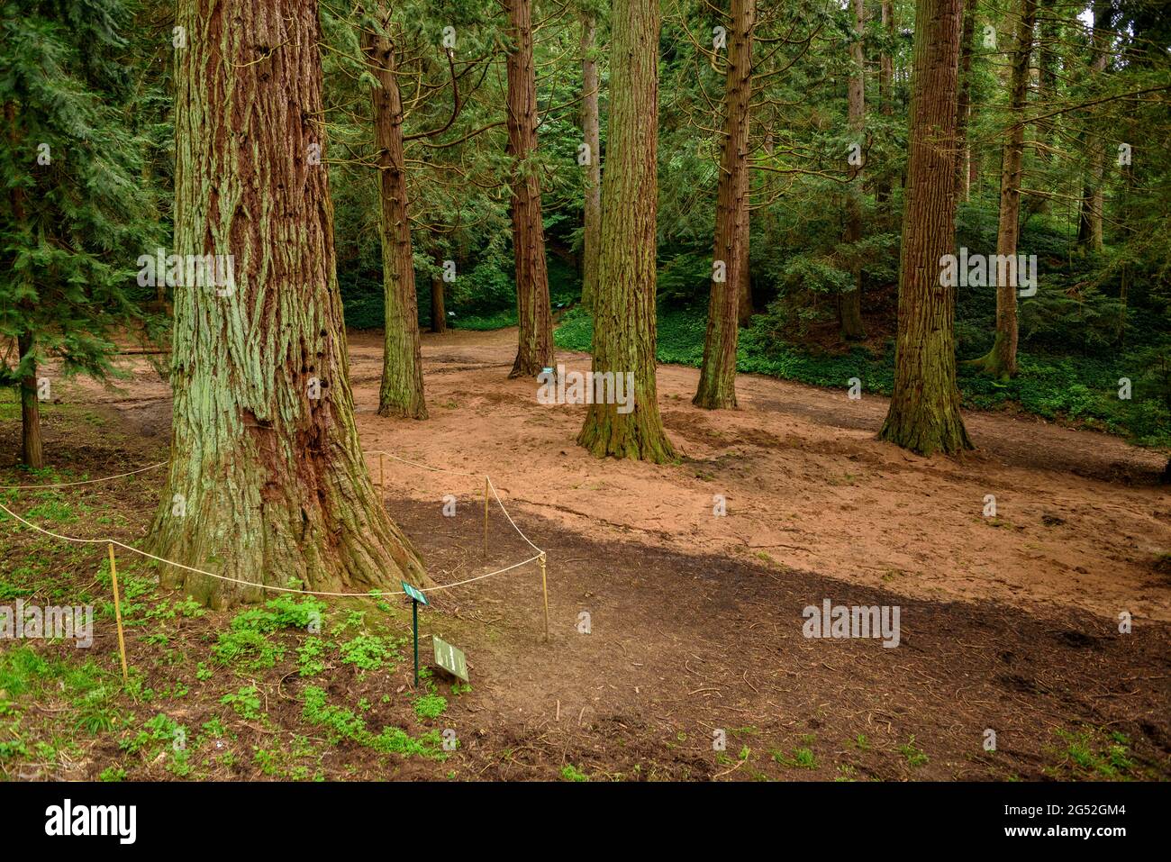 Masjoan arboretum forest in Espinelves, near Montseny (Osona, Catalonia, Spain) ESP: Bosque del Arborétum de Masjoan en Espinelves, cerca del Montseny Stock Photo