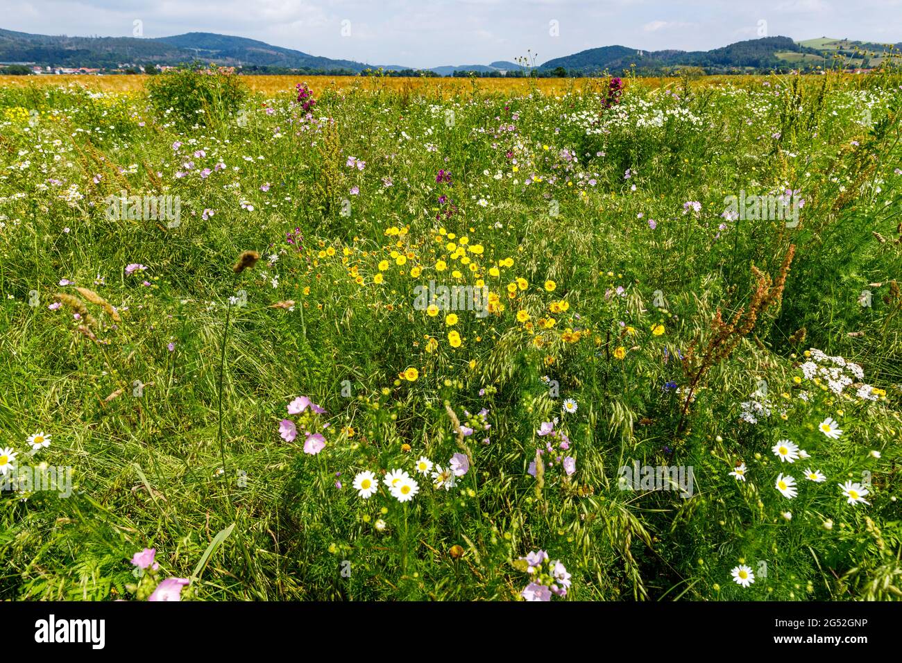 A Field of Wild Flowers Stock Photo - Alamy