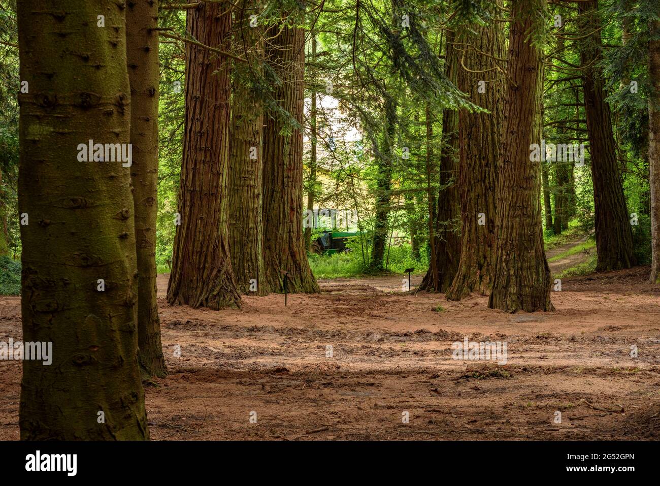 Masjoan arboretum forest in Espinelves, near Montseny (Osona, Catalonia, Spain) ESP: Bosque del Arborétum de Masjoan en Espinelves, cerca del Montseny Stock Photo