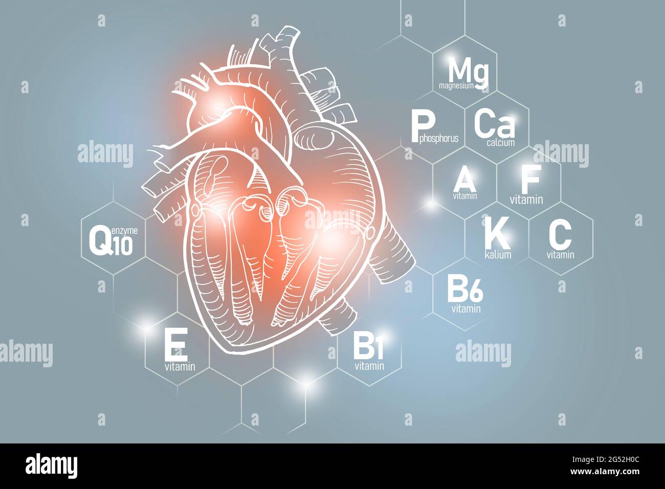 Essential nutrients for heart health including Q10, Calcium, Magnesium, Vitamin F. Design set of main human organs with  vitamins Stock Photo