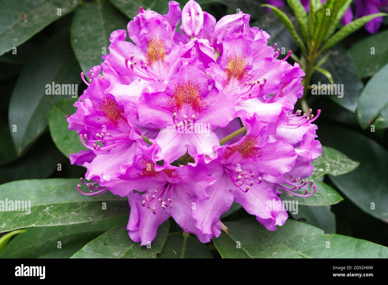 Rhodadendrum Flower head Stock Photo