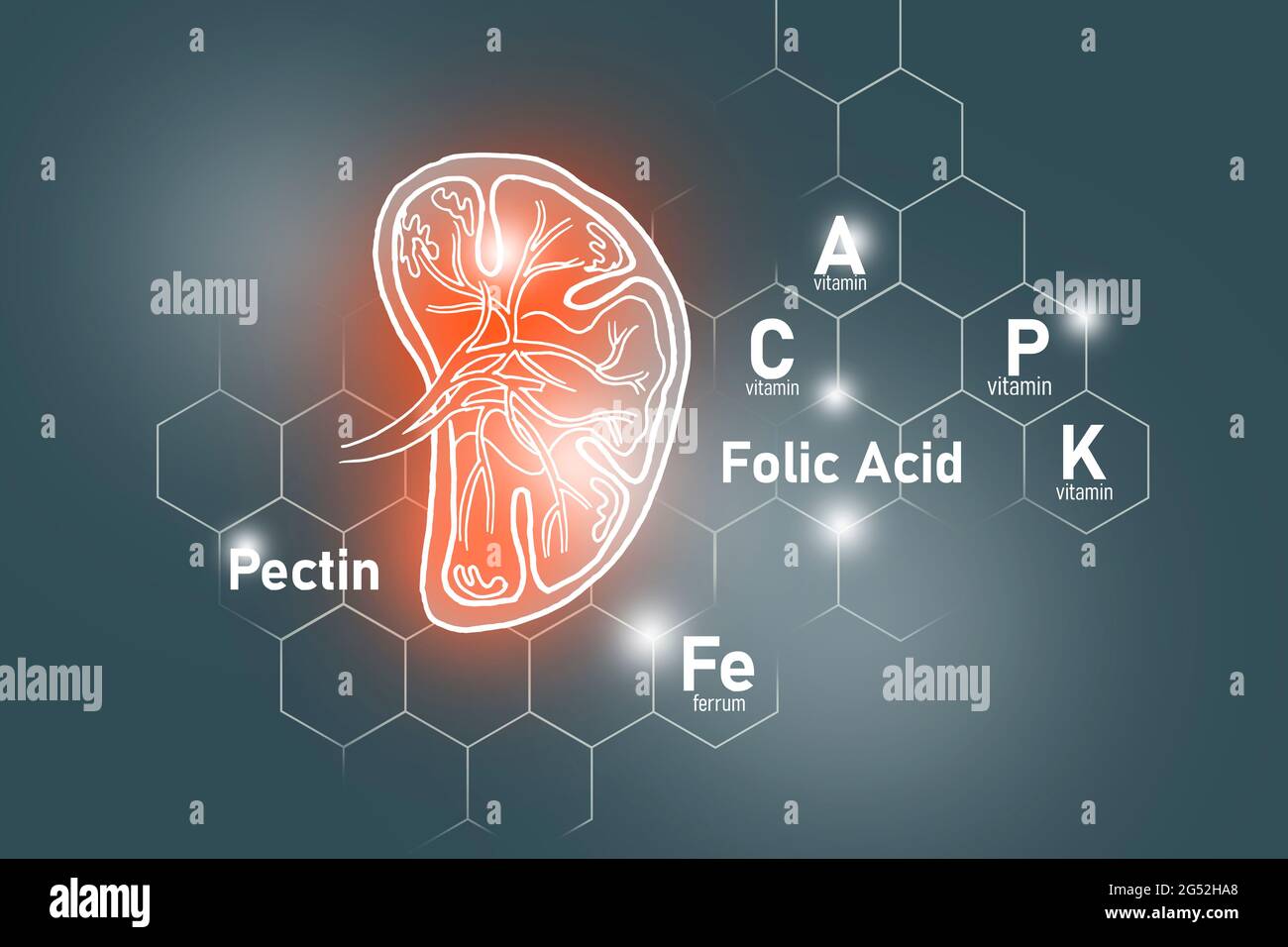 Essential nutrients for Spleen health including Pectin, Folic Acid, Vitamin P, Ferrum.Design set of main human organs on dark grey background. Stock Photo