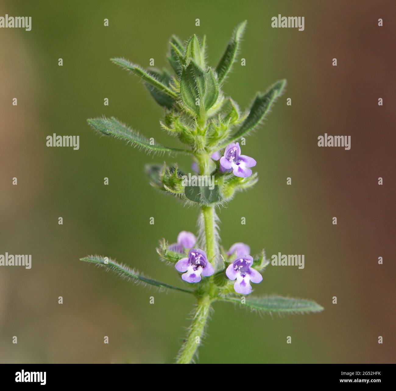 Basil thyme or spring savory, Clinopodium acinos Stock Photo