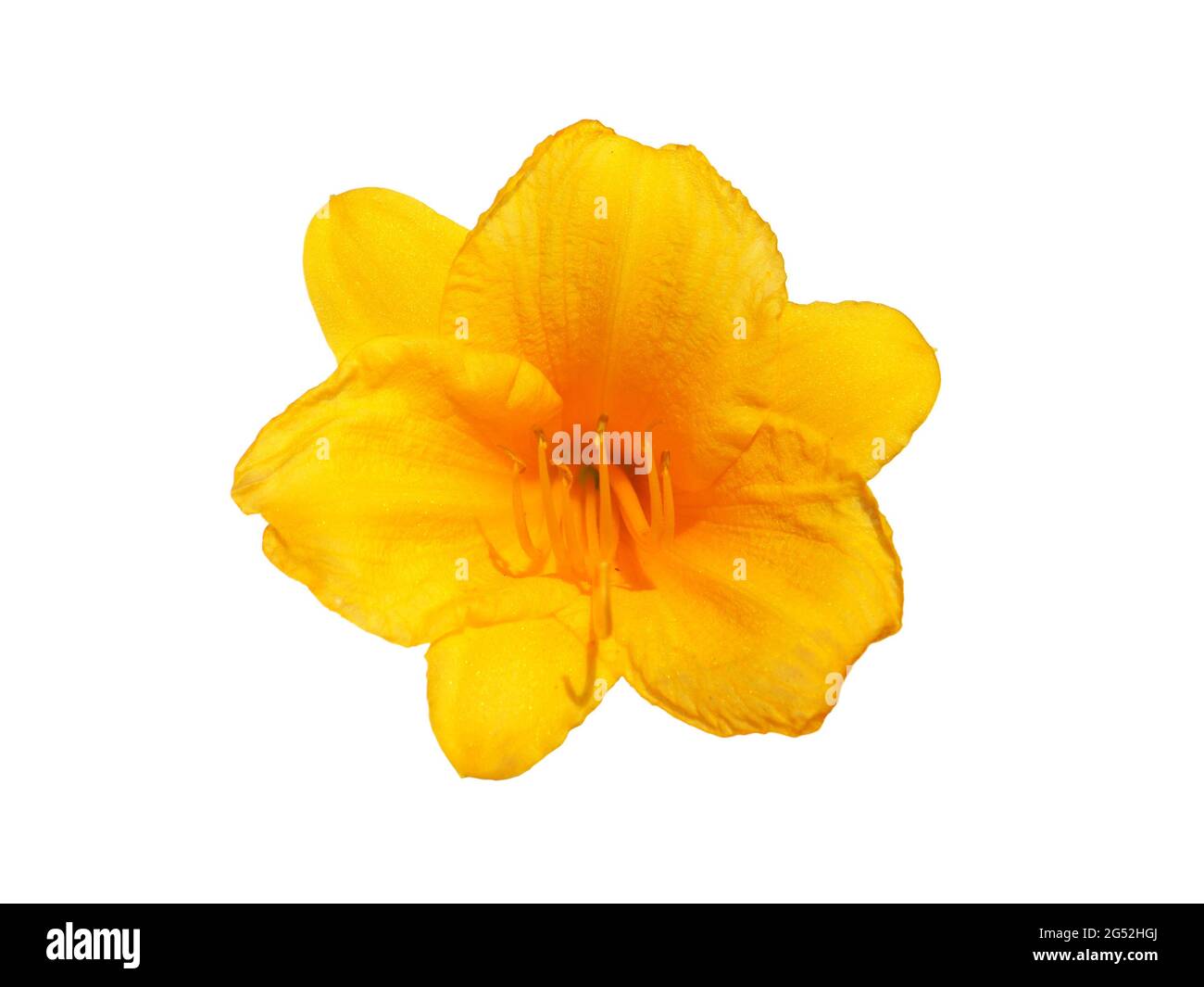 Reblooming Daylily yellow flower isolated on white, Hemerocallis Stella de Oro Stock Photo