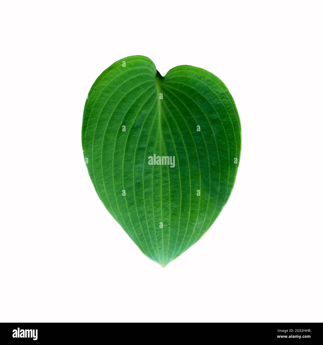 Leaf of hosta plant isolated on white background, plantain lily. Single green plant hosta leaf isolated on white background. Stock Photo