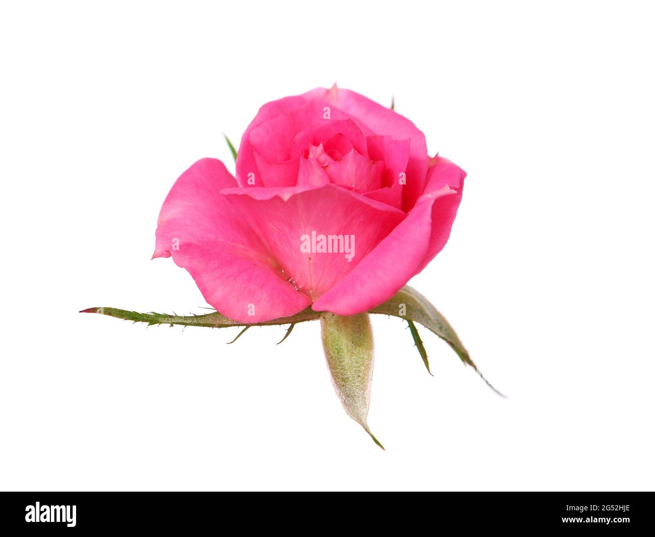 Pink rose isolated on white background Stock Photo - Alamy