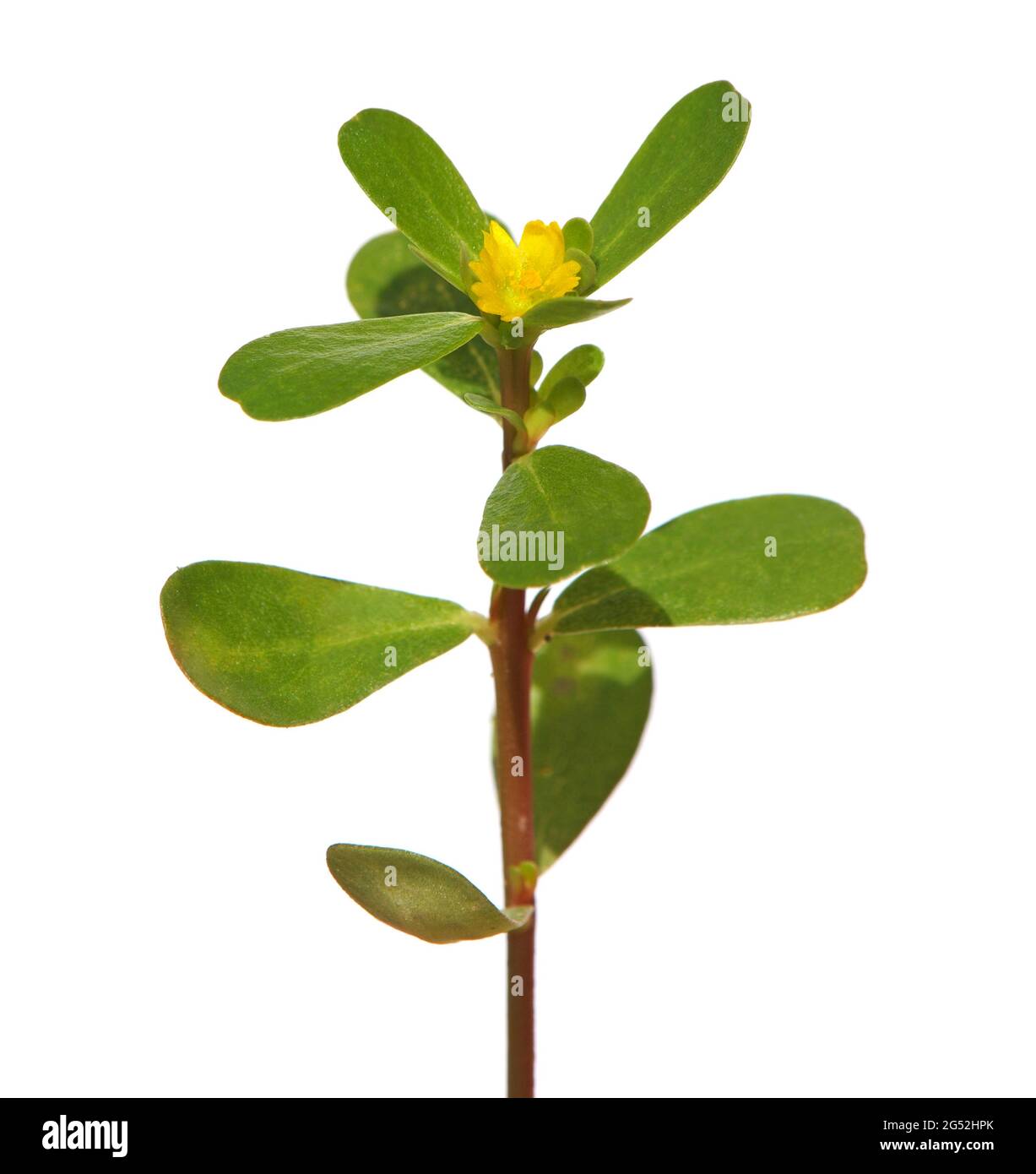 Purslane Plant With Yellow Flower Isolated On White Portulaca Oleracea Stock Photo Alamy