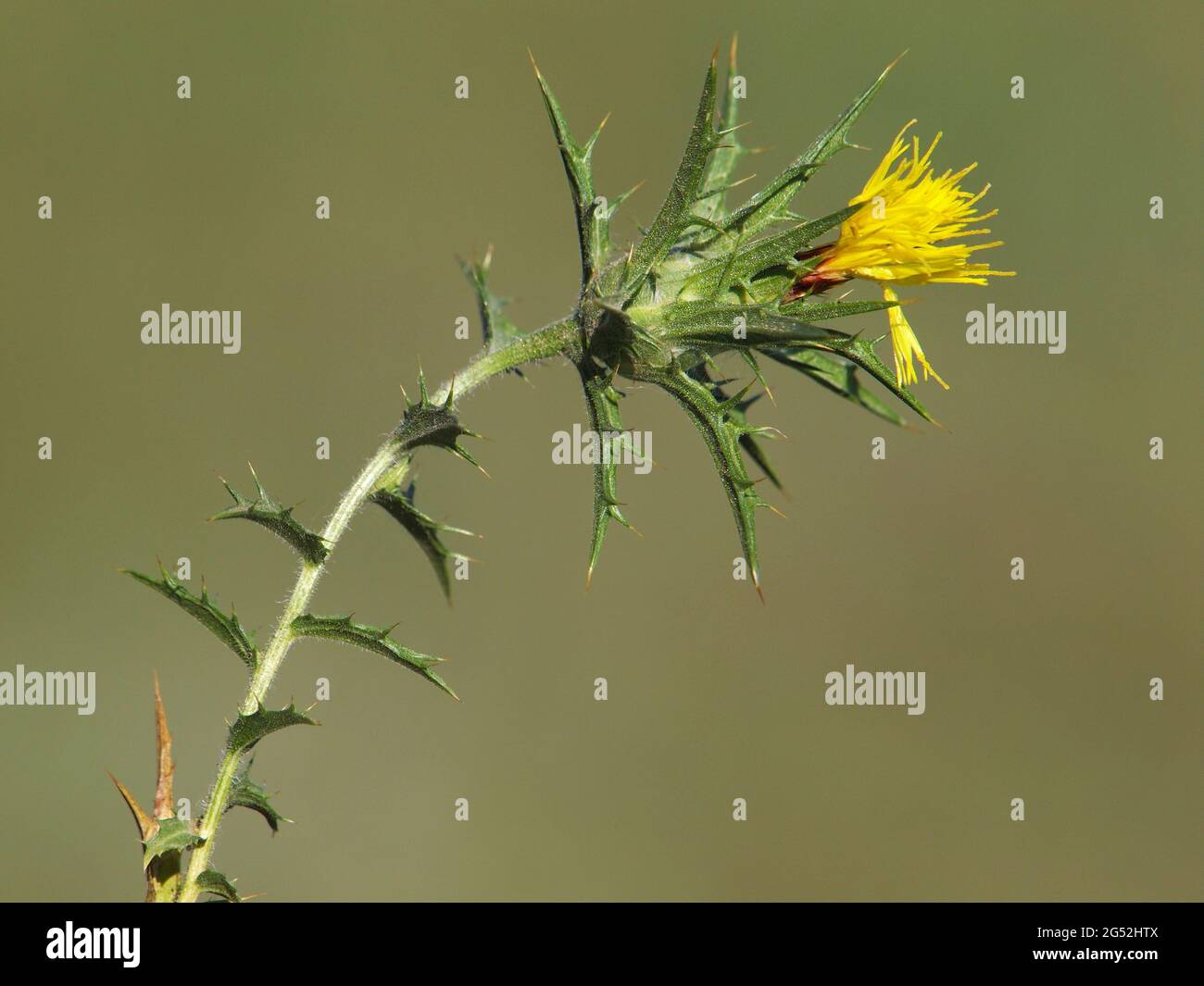 Yellow flower of woolly distaff thistle, Carthamus lanatus Stock Photo