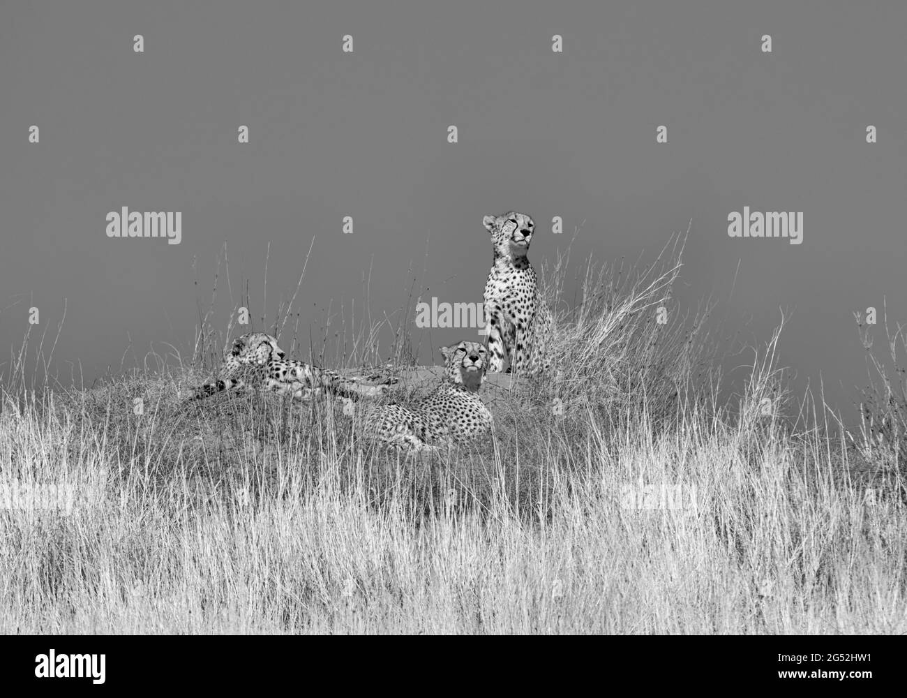 Three Cheetahs resting on top of a dune in Southern African savannah Stock Photo