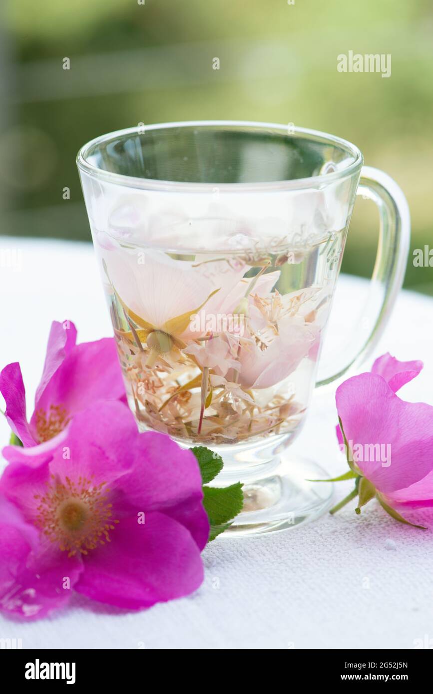 Herbal rose tea in the glass cup with fresh Rugosa rose (Rosa rugosa, Japanese rose) flowers on background. Stock Photo