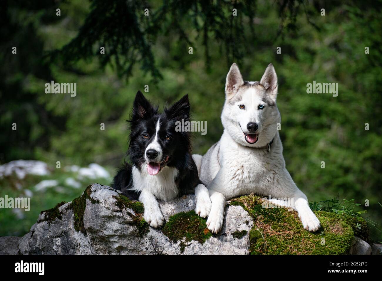 Border collie store husky