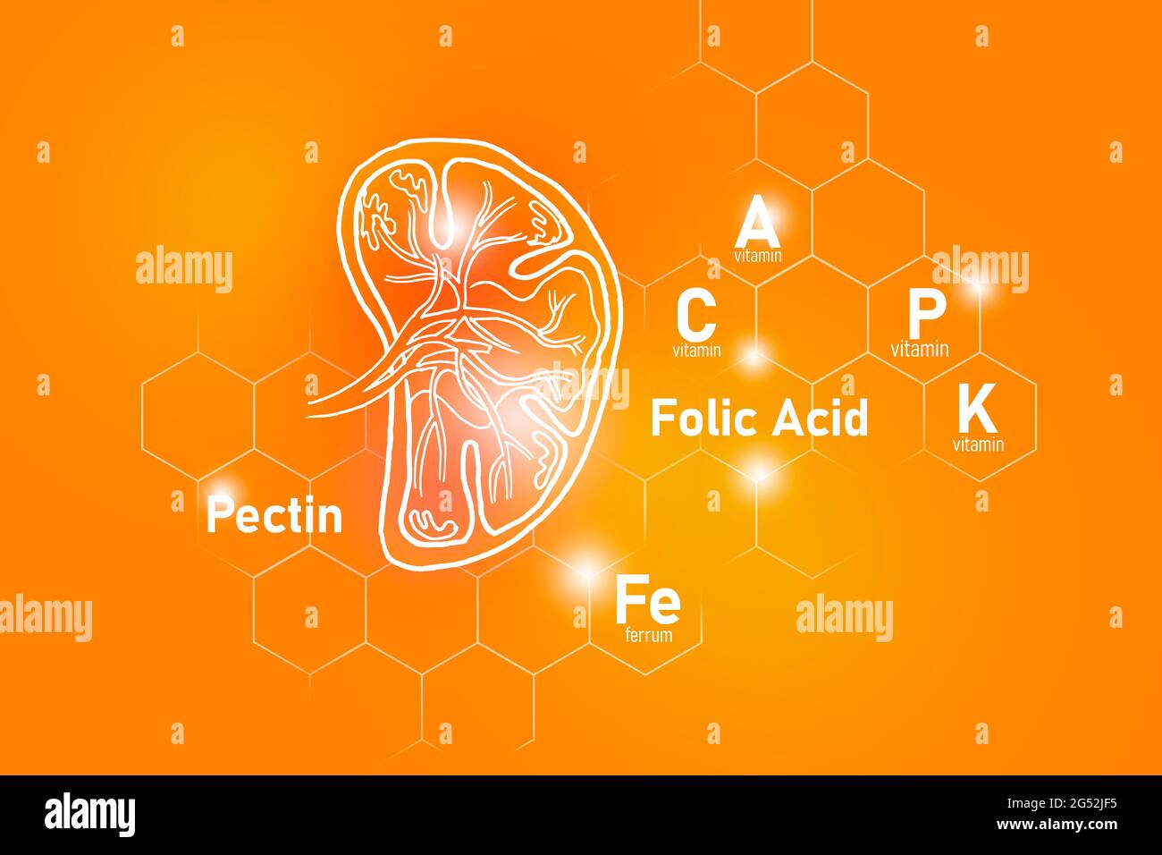 Essential nutrients for Spleen health including Pectin, Folic Acid, Vitamin P, Ferrum.Design set of main human organs on positive orange background. Stock Photo