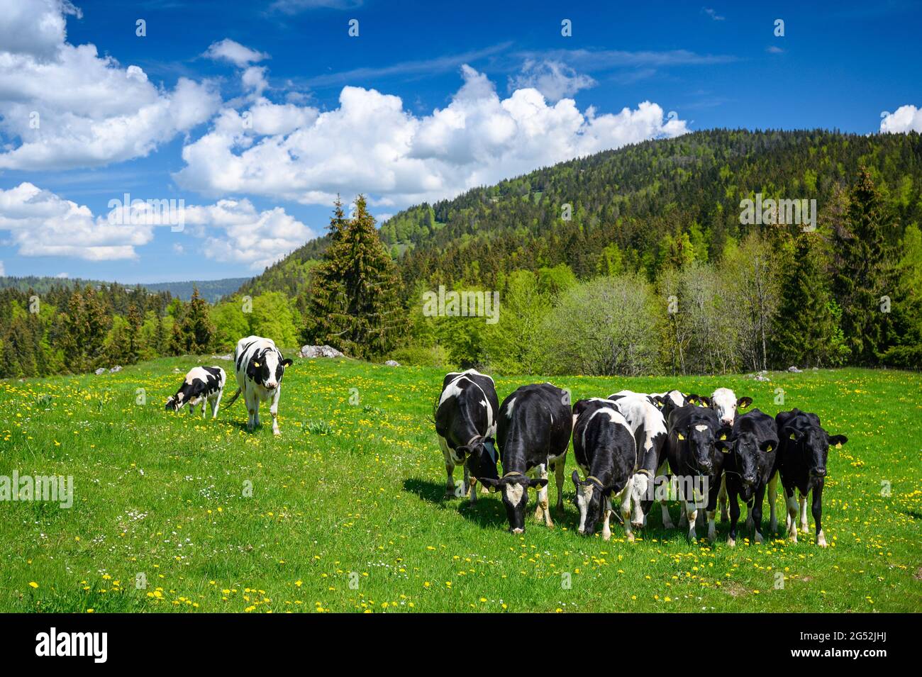 herd of Holstein Friesian cattle in the swiss jura in spring Stock ...