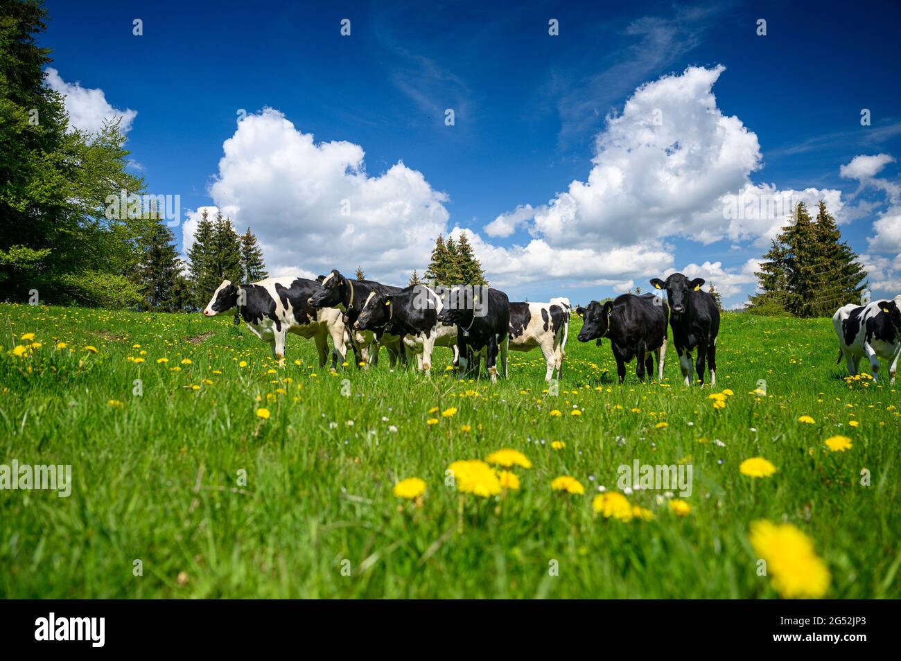 herd of Holstein Friesian cattle in the swiss jura in spring Stock ...