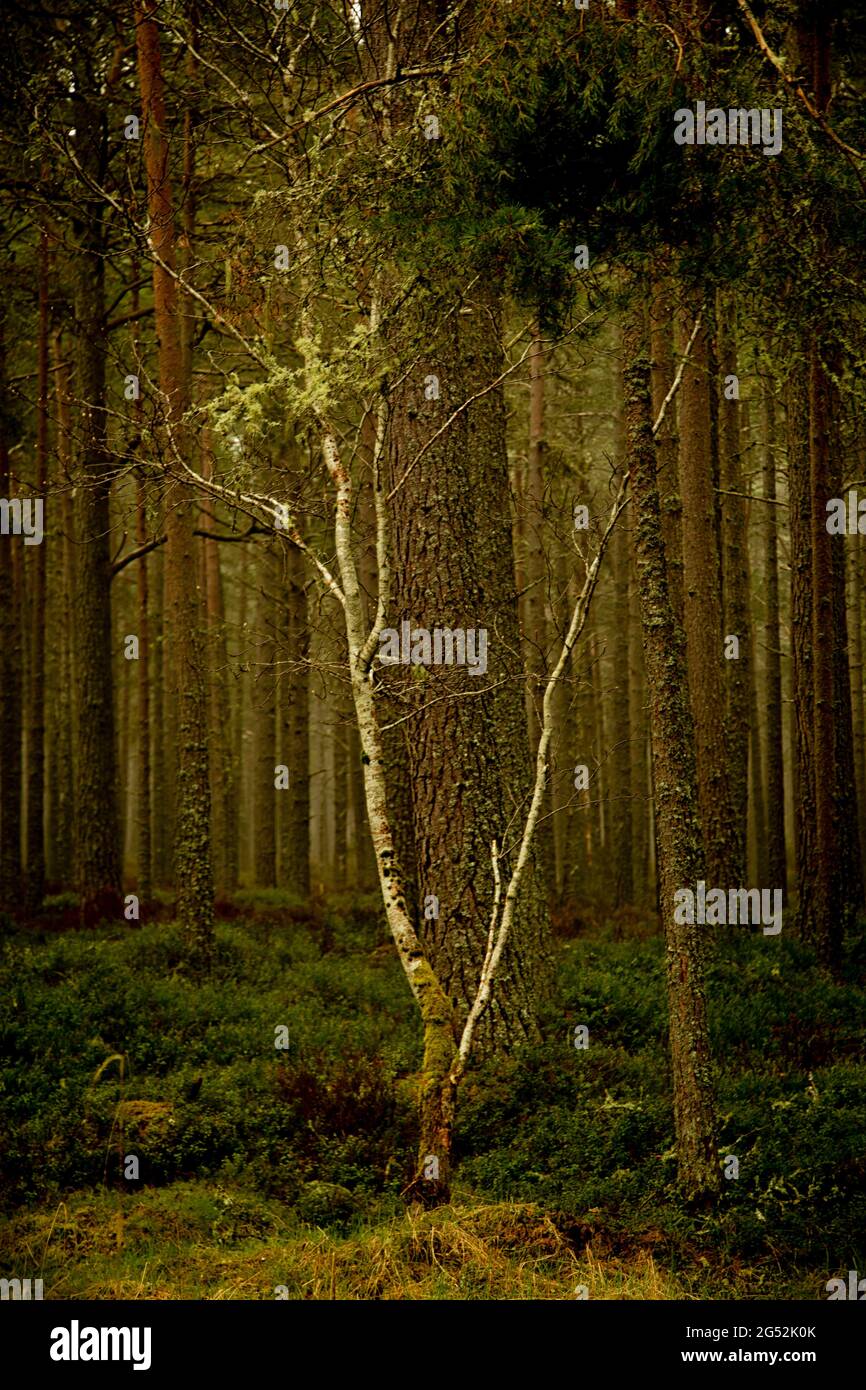 Lonely Birch Tree Stock Photo