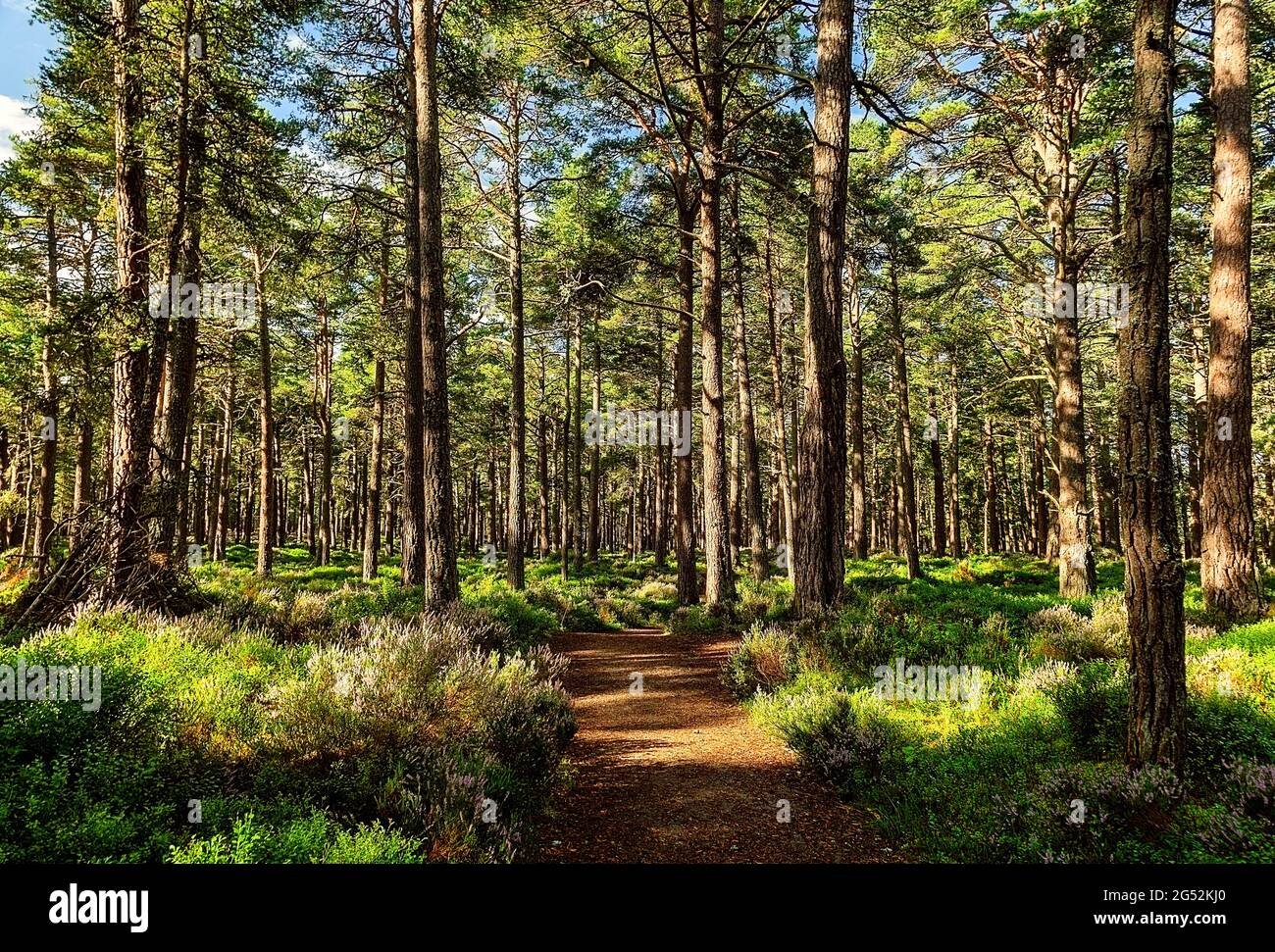Sunny path in the Abernethy Forest 2 Stock Photo