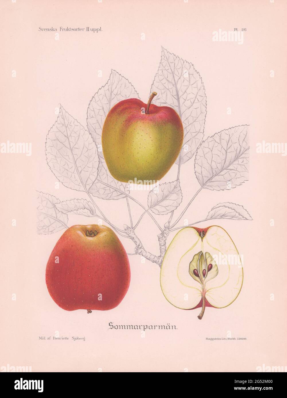 Vintage lithographic reproduction of apple variety painting by the Swedish artist Henriette Sjöberg from 1924. Stock Photo