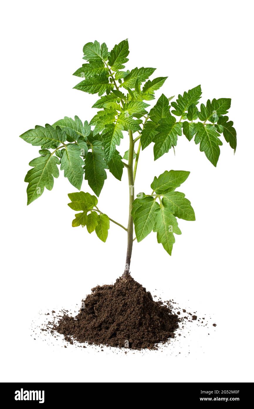 Tomato plant with soil isolated on white Stock Photo Alamy