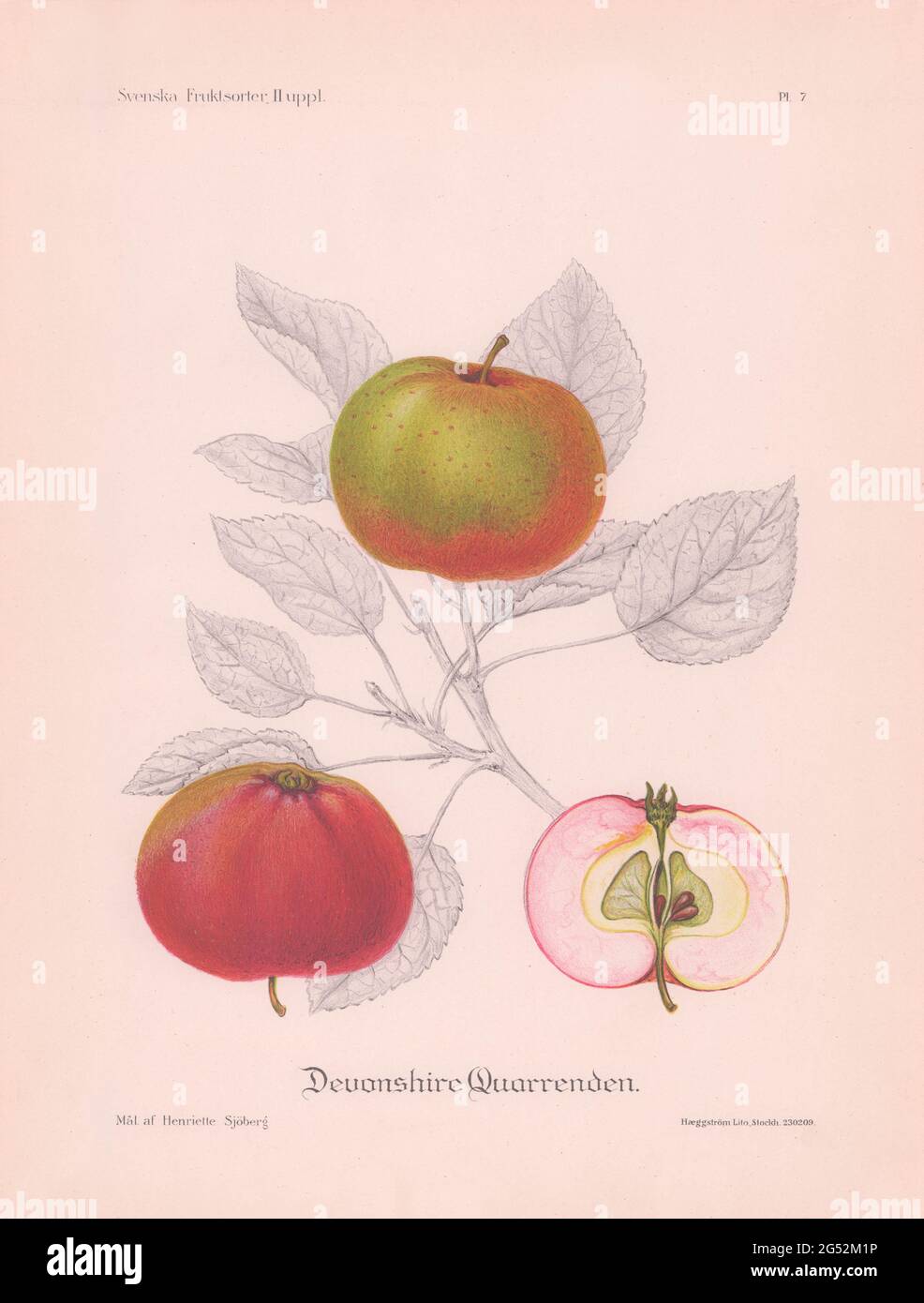 Vintage lithographic reproduction of apple variety painting by the Swedish artist Henriette Sjöberg from 1924. Stock Photo