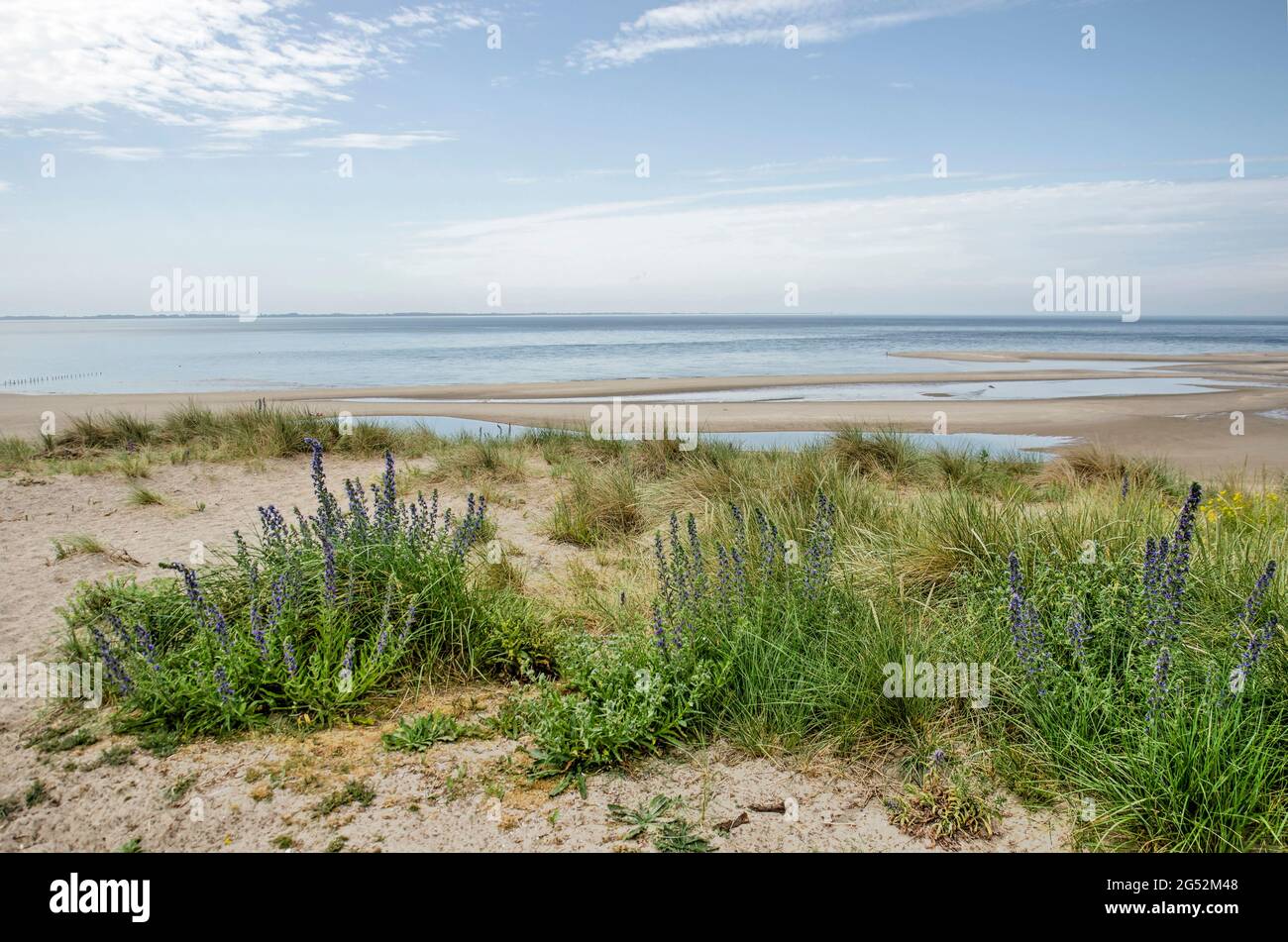 Echium vulgare and marram grass growing on a tall dune at Maasvlakte industrial area in Rotterdam, The Netherlands Stock Photo