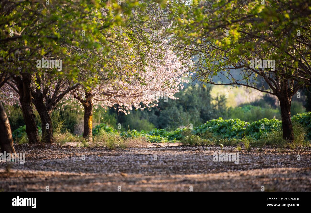 Almond trees grove Stock Photo Alamy