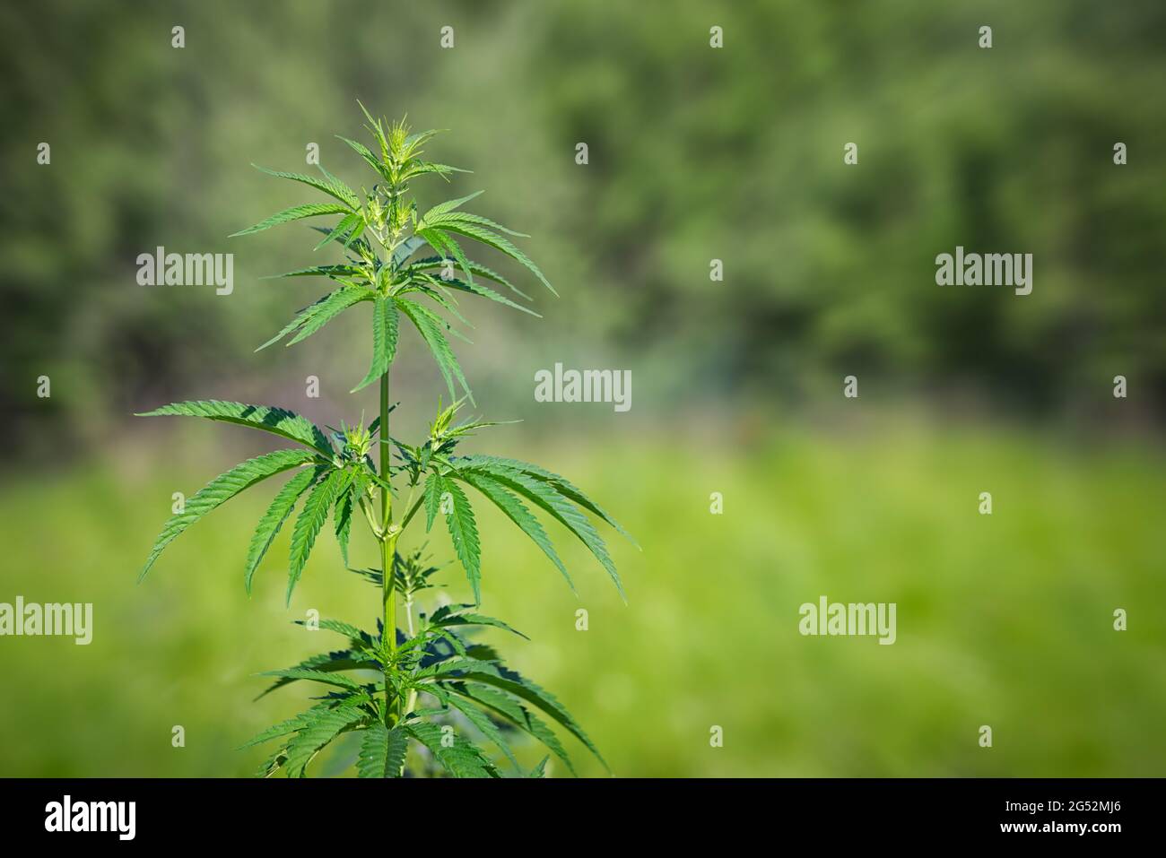 Branch of marihuana growing in a drug plantation farm, close up selective focus with copy space for your text at the blurred green background. Stock Photo