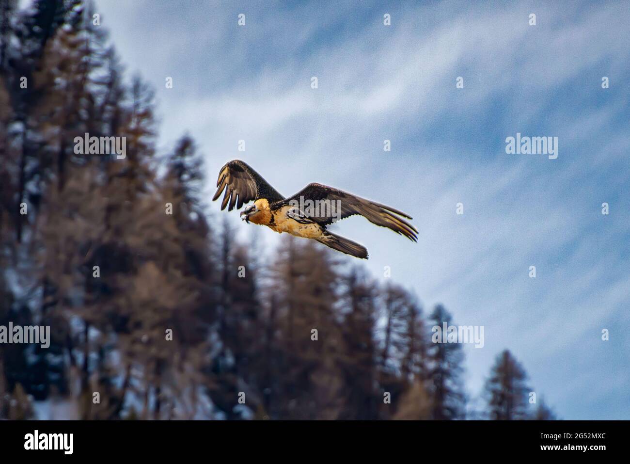 A beard vulture flies in the sky over the forest. // Ein Bartgeier fliegt über dem Wald in den Alpen. Stock Photo
