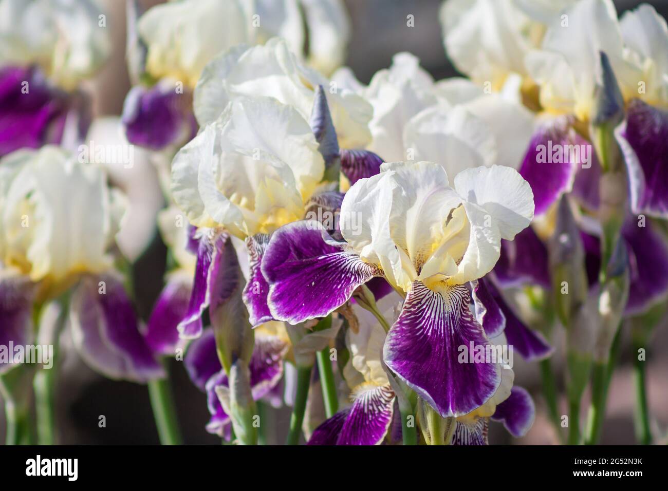 Daring Deception purple white irises in the gargen. Stock Photo