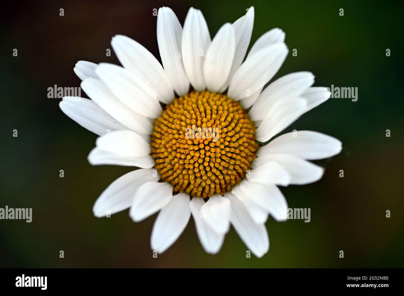 Close up of a beautiful opening daisy flower Stock Photo