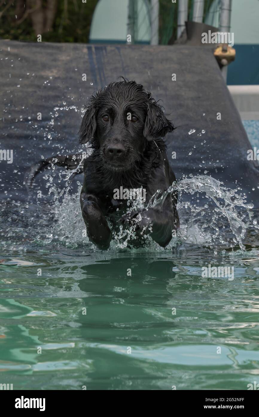 Diving training hires stock photography and images Alamy