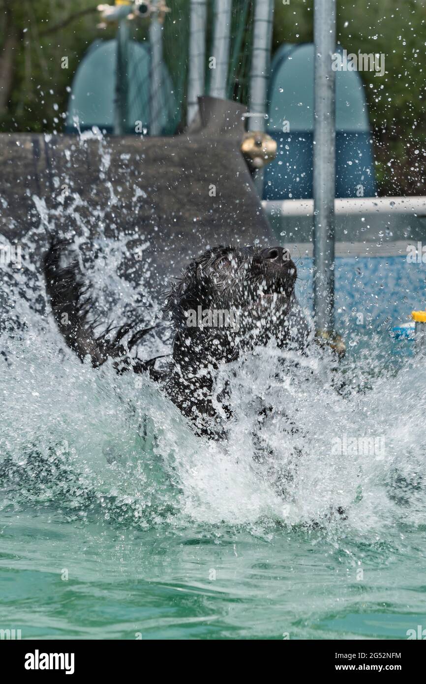 Diving training hires stock photography and images Alamy