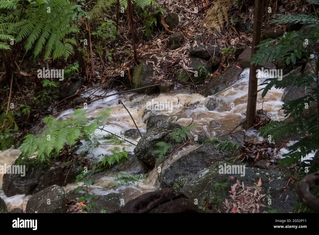 Fast-flowing creek, after summer rain, in subtropical rainforest on Tamborine Mountain, Queensland, Australia. Ferns and rocks along banks. Stock Photo