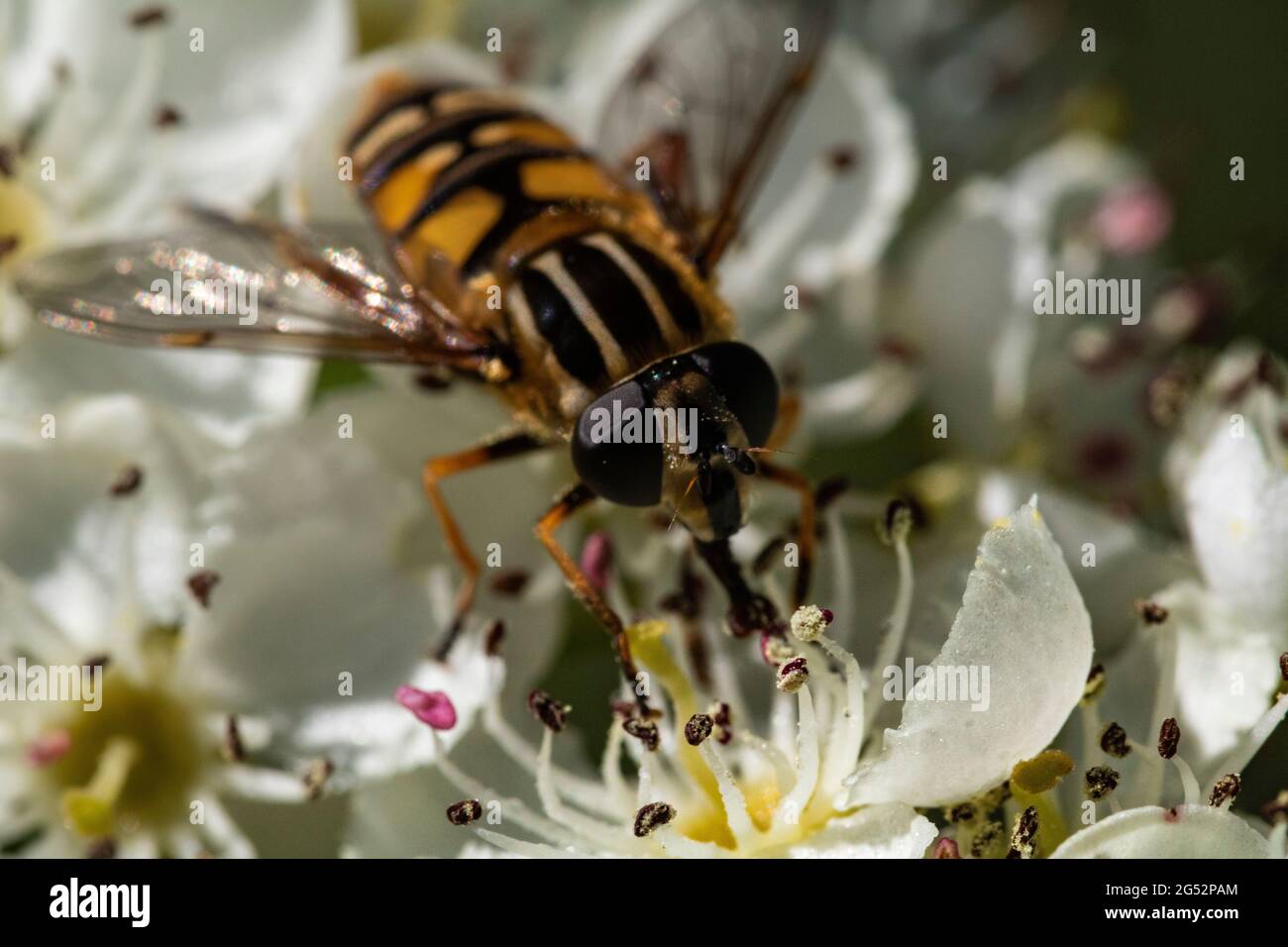 Close-Up, Head On Detail of a Bright Coloured Hover fly (Syrphus ribesii) Feeding on Blackberry Flowers (Rubus fruticosus) in Summer - Showing Mouth P Stock Photo