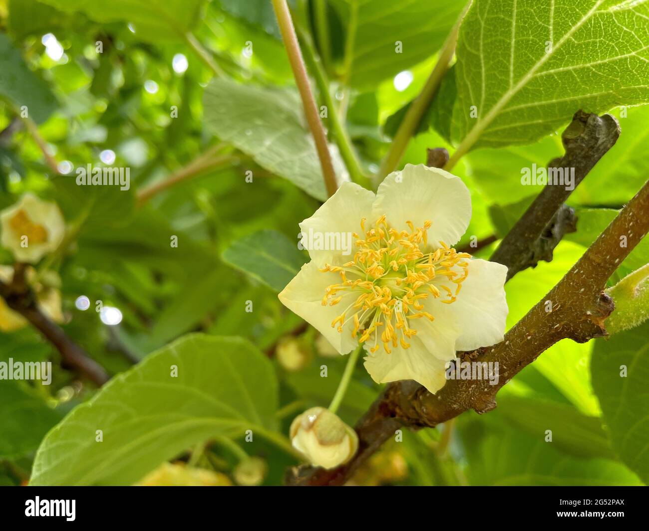 yellow flowers of a kiwi tree Stock Photo