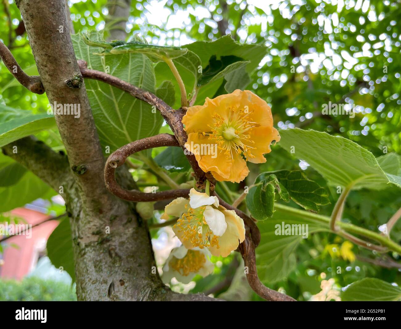 Kiwi blossom on a tree Stock Photo