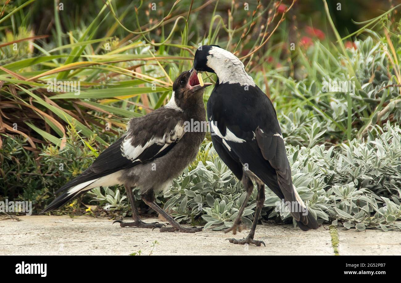 An adult Australian Magpie (cracticus tibicen) feeding a young magpie, with beak open ready for food. Garden in Queensland, Australia. Springtime. Stock Photo