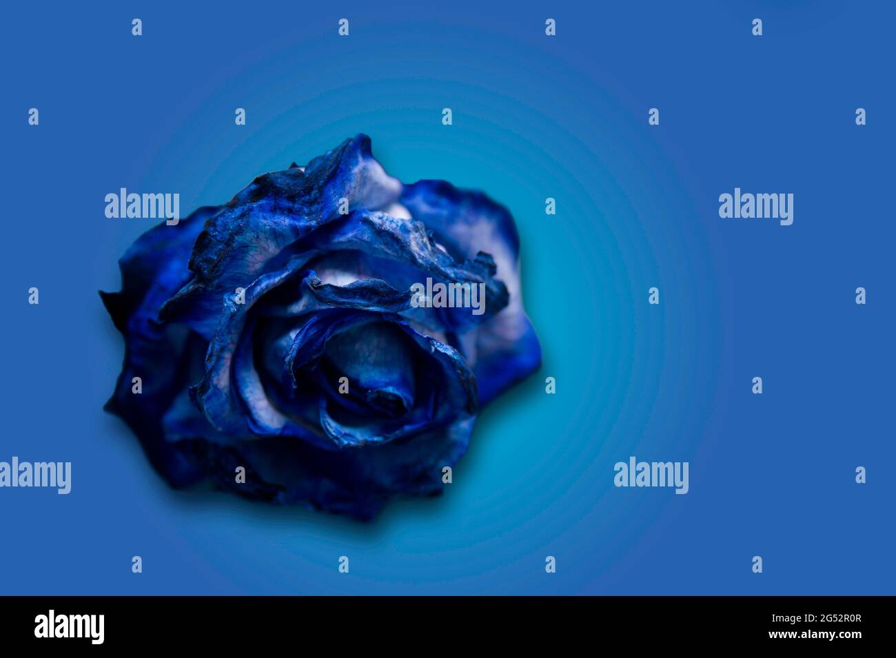 Blue rose background hi-res stock photography and images - Alamy