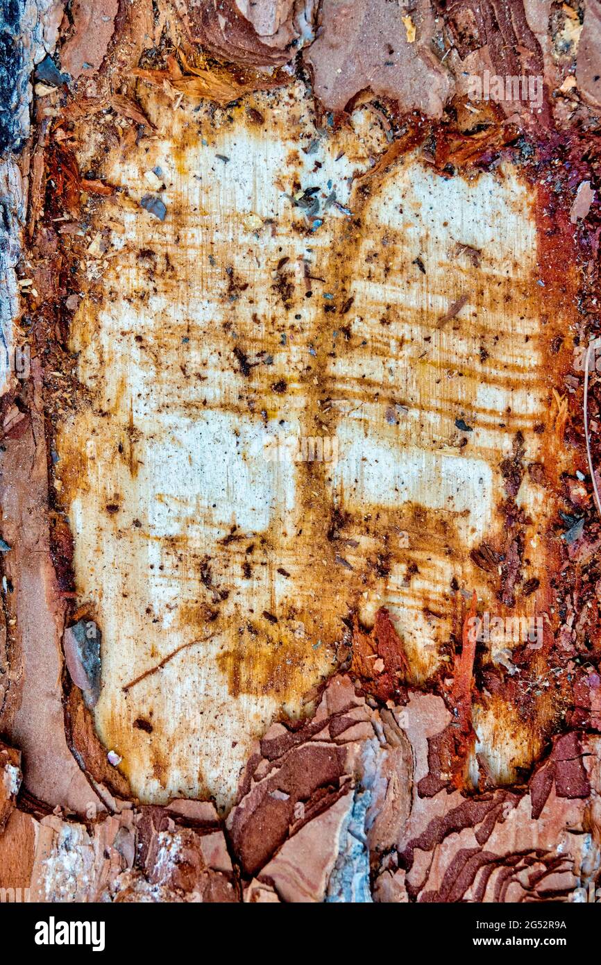 Ruined bark on a pine tree Stock Photo