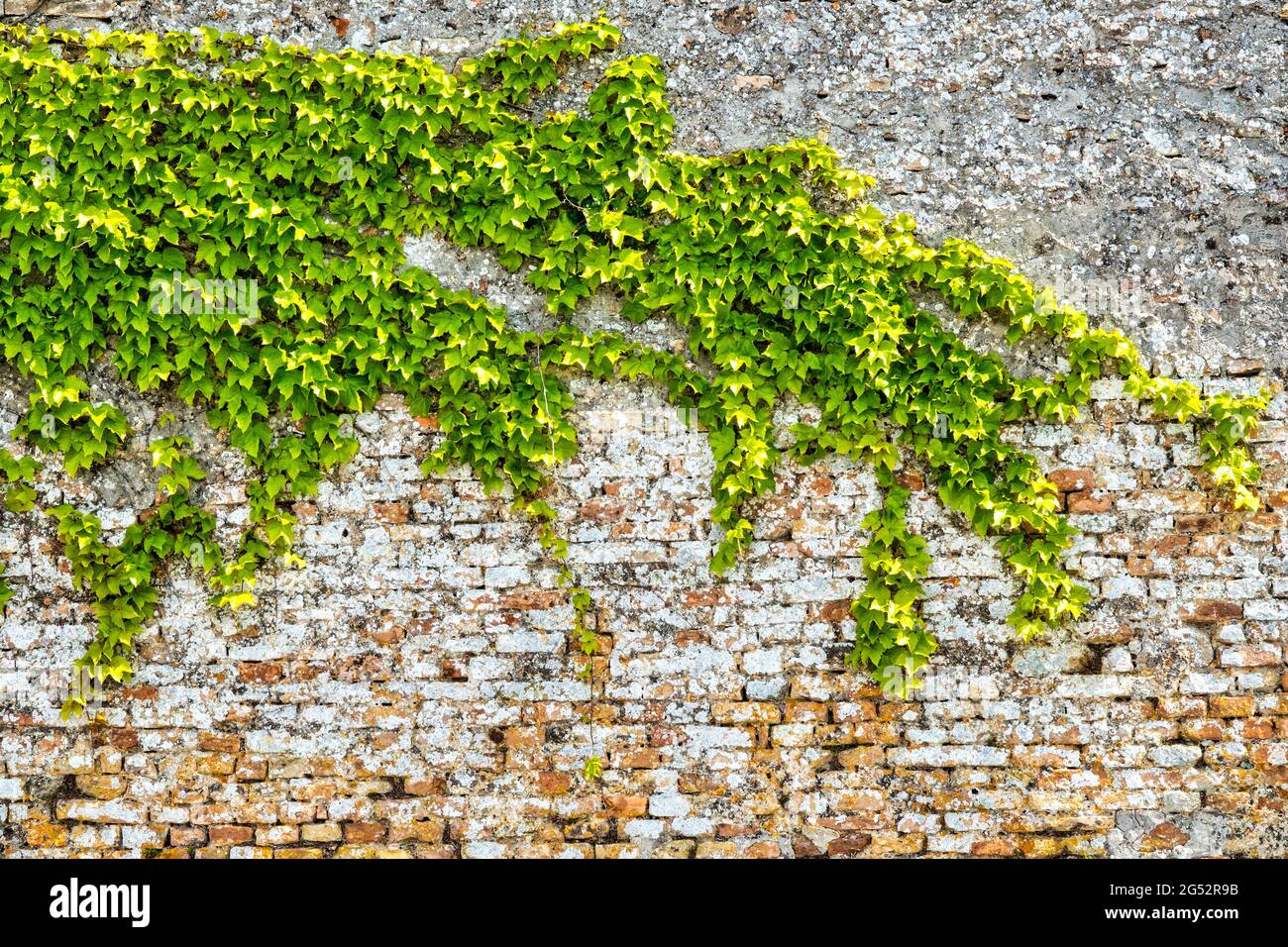 Common ivy (hedera helix) on a brick wall Stock Photo
