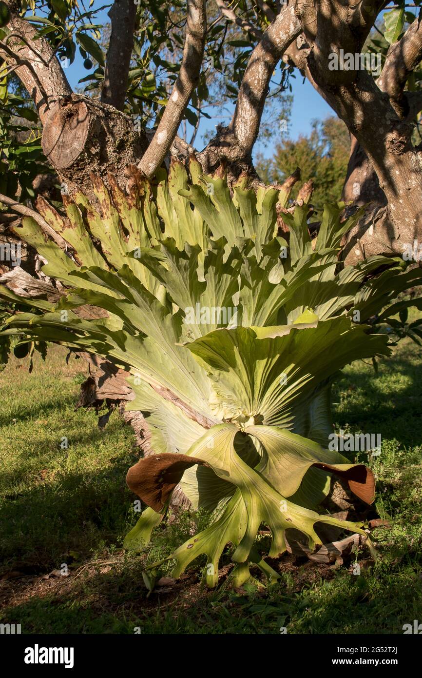 Large staghorn fern, platycerium bifurcatum, growing on avocado tree (persea americana) in orchard , Queensland Australia. Seed from nearby rainforest Stock Photo