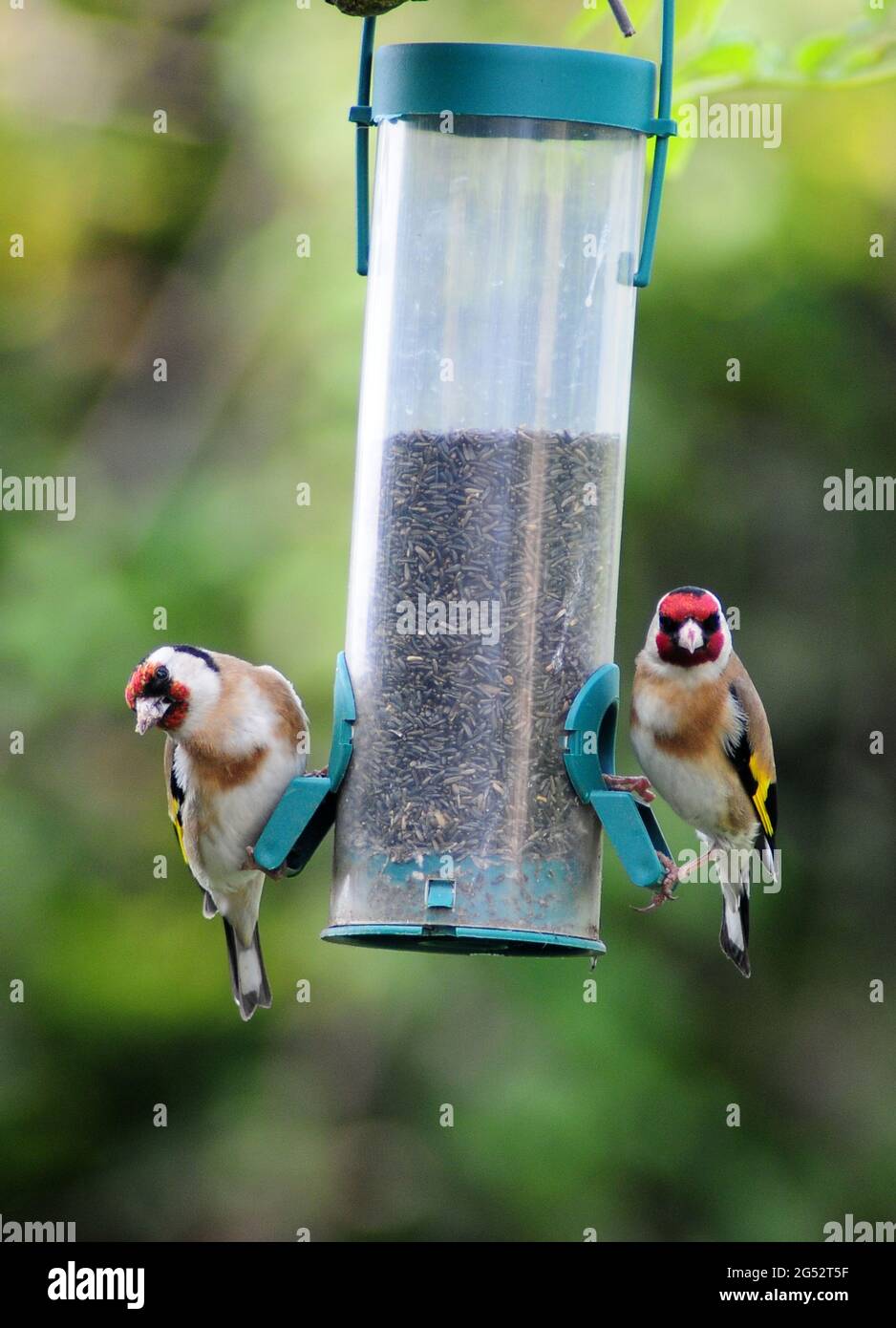 Goldfinches feeding on Nyjer seed feeder. Stock Photo
