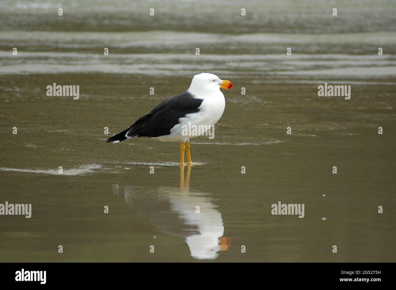 Pacific Gull.  Larus pacificus) Eastern form. Tidal River, Wilsons Promontory, Australia. Stock Photo