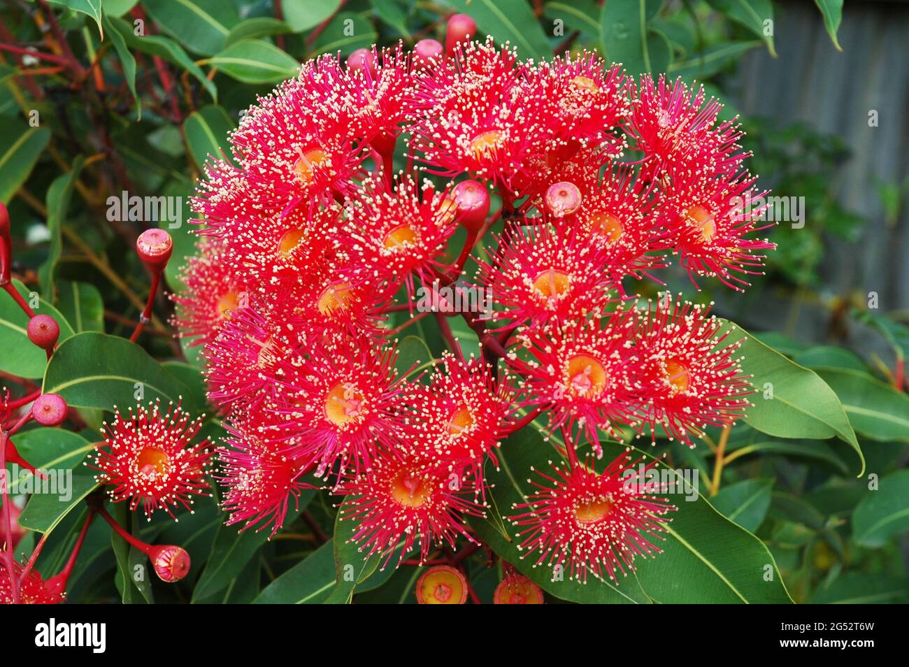 Red flowering Australian shrub. Stock Photo